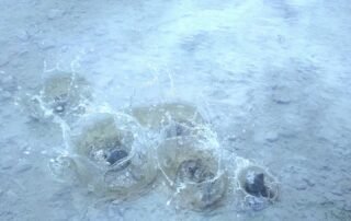 Theatre Summer School 2025 – Celestine Theatre Summer School 2025 - Celestine