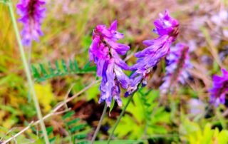 Theatre Summer School 2025 – Lauren Theatre Summer School 2025 - Lauren