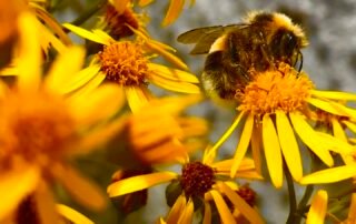 Theatre Summer School 2025 – Maya Theatre Summer School 2025 - Maya