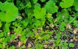 Theatre Summer School 2025 – Siofra Theatre Summer School 2025 - Siofra