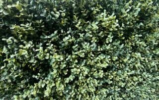 Smartphone Skills and Pinhole Photography & Stop Motion Animation Smartphone Skills and Pinhole Photography & Stop Motion Animation